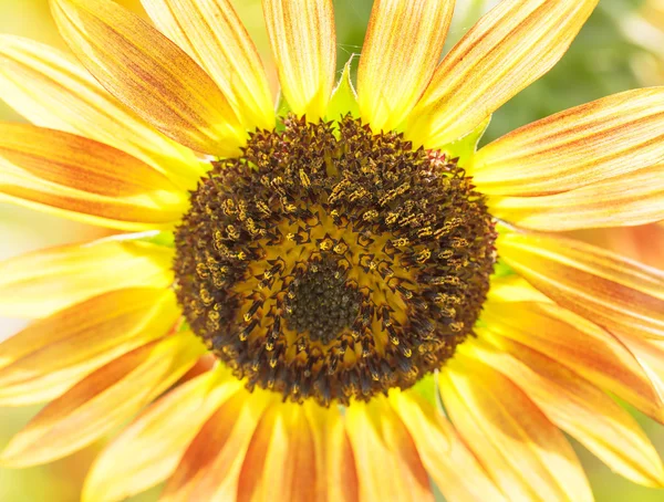 Zonnebloem macro detail — Stockfoto