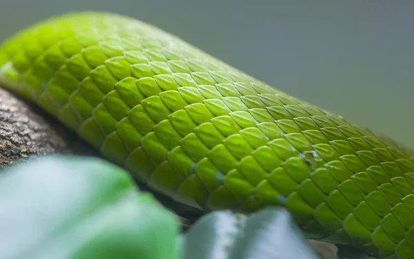 Vlok voor groene slang — Stockfoto