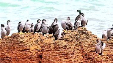 Kuş gözleme kayaların üzerinde duruyor