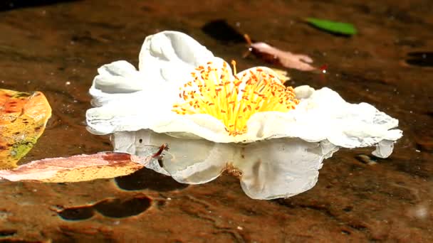 Белый цветок на воде — стоковое видео
