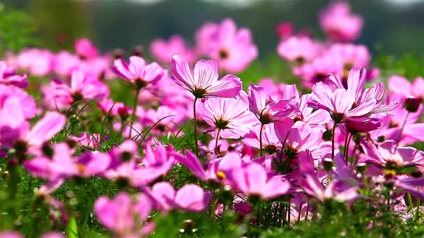 Campo de flores rosadas se mueven en el viento — Vídeos de Stock