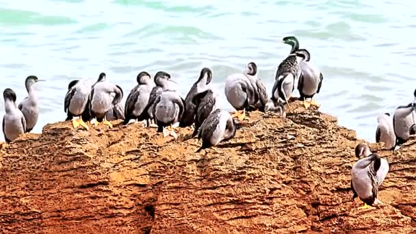 Birds stands on pancake rocks — Stock Video