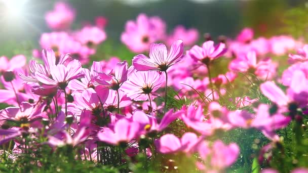 Flytta fältet rosa blommor i vinden — Stockvideo