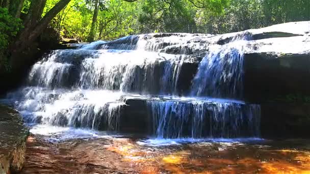 Green tree and flowing river — Stock Video