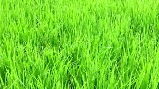 Campo verde balanceándose en el viento — Vídeo de stock