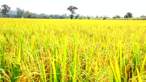 在泰国北部高地的稻田 — 图库视频影像