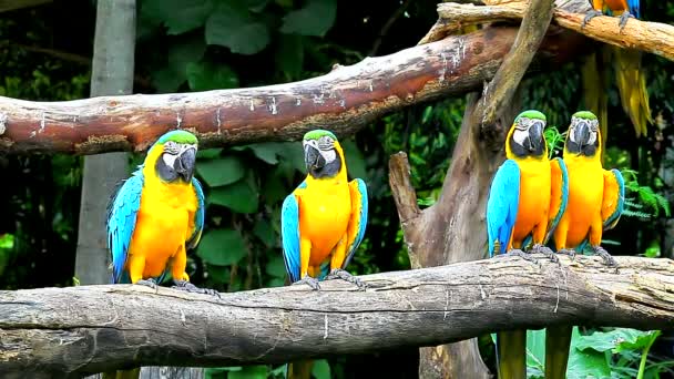 Guacamayo azul y amarillo en el árbol — Vídeos de Stock