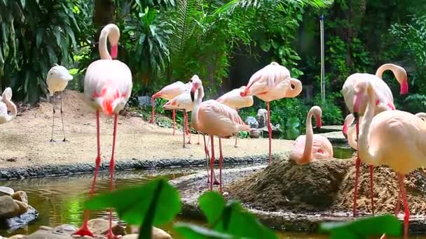 Grupp av flamingos vid vacker sjö — Stockvideo