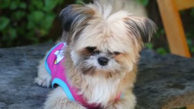 Komik şirin köpek yavrusu