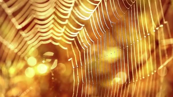 Макро паук шелк и капли воды — стоковое видео