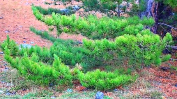 Rama de pino en un bosque — Vídeo de stock