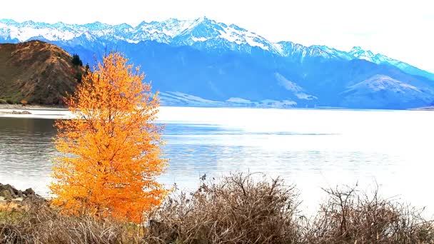 Baum und Schneeberge gegen den Himmel — Stockvideo