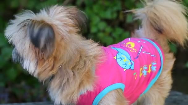 Grappige schattige puppy — Stockvideo