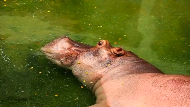Hippopotame dormant dans l'eau 