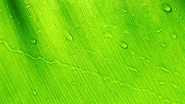 Gotas de agua en la hoja — Vídeos de Stock