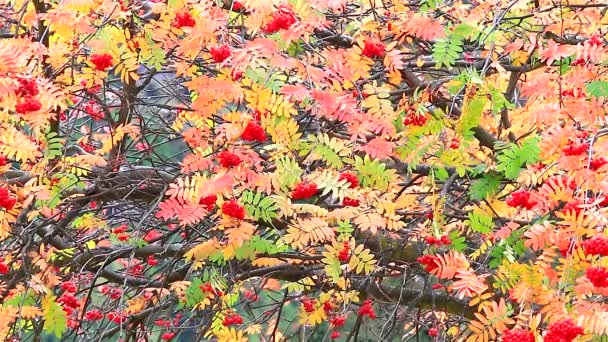 Hojas de otoño y bayas rojas — Vídeo de stock