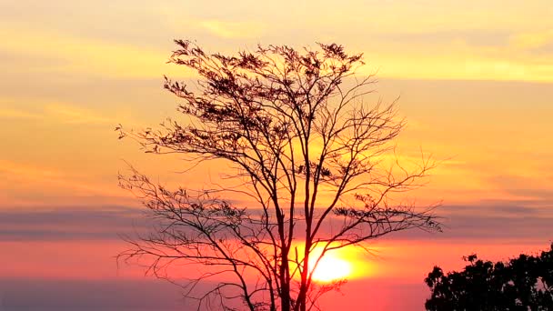 Árbol al amanecer con rayos del sol — Vídeo de stock