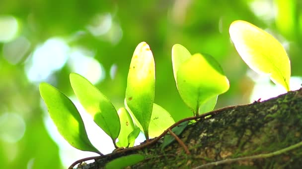 Groene platte bladeren bij zonlicht — Stockvideo