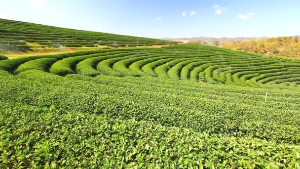 Cultivo de campo de té verde — Vídeo de stock