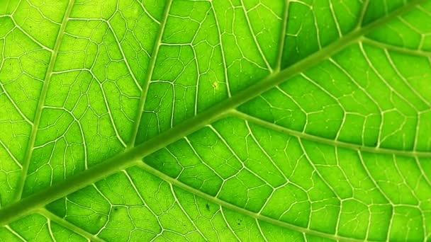 Hoja verde se mueve en el viento — Vídeos de Stock