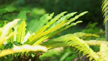 Yeşil ferns kaynaklanıyor