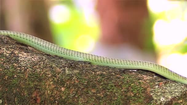 Long nosed whip snake — Stock Video