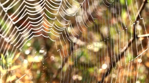 Ein Spinnennetz am Morgen — Stockvideo