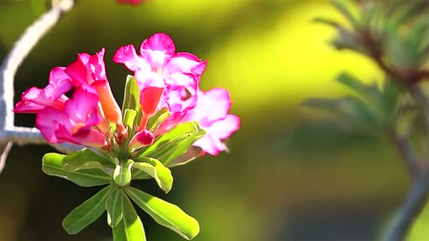 Pink flowers in the wind — Stock Video