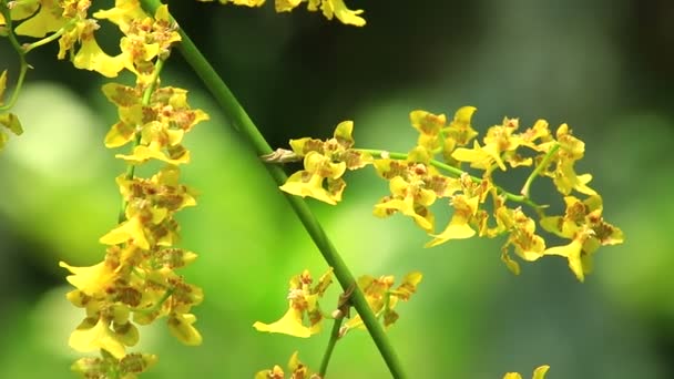 Yellow orchids in the garden — Stock Video