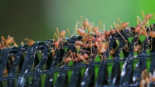 Красные плетеные муравьи — стоковое видео