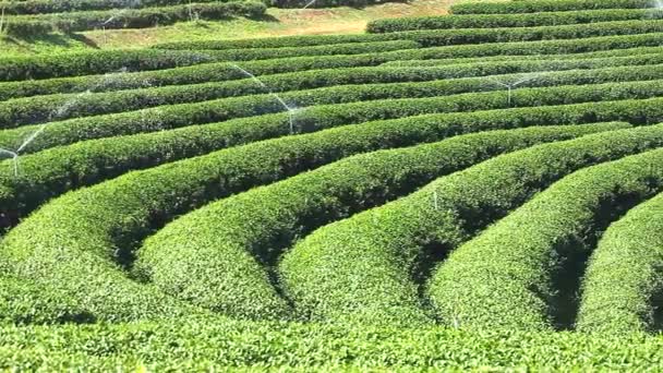 Crescendo campo de chá verde — Vídeo de Stock