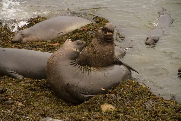 Elephant seal on beach — Stock Photo, Image