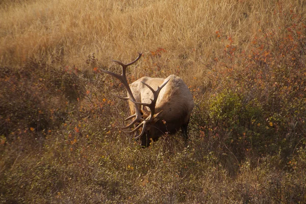 Wapiti grazing in the sunshine Royalty Free Stock Images
