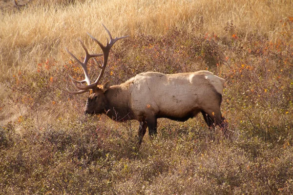 Wapiti al pascolo sotto il sole Foto Stock Royalty Free