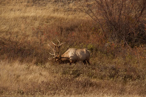 Wapiti al pascolo sotto il sole Fotografia Stock