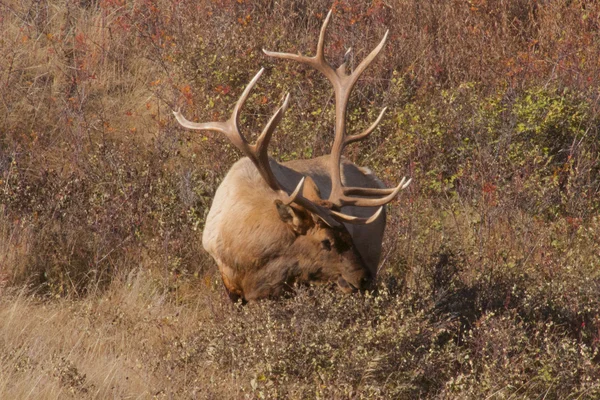 Wapiti grazing in the sunshine Royalty Free Stock Images