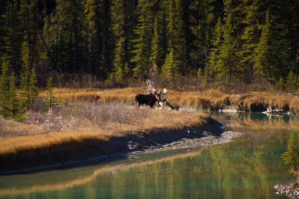 Moose che guadagna un fiume Foto Stock Royalty Free