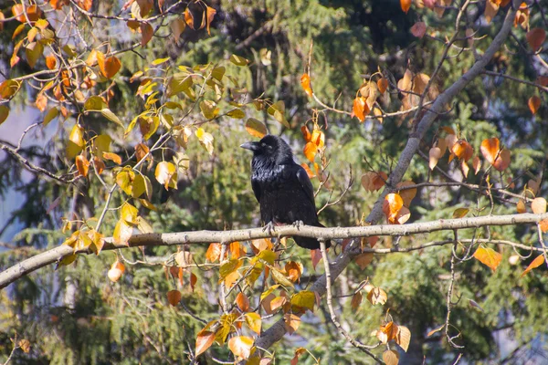 Raven in the sun Royalty Free Stock Images