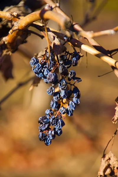 Dried grapes on the vine Stock Image