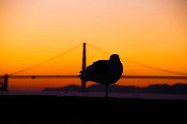 Golden Gate Seagull Royalty Free Stock Images