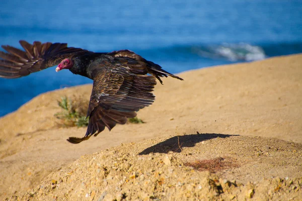 Turkey Vulture in California Stock Photo