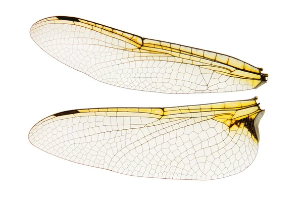 Yusufçuk kanatlar üzerinde beyaz izole — Stok fotoğraf