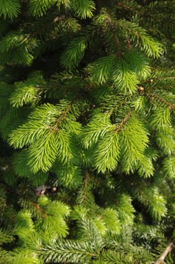 Noel ağacının dalları