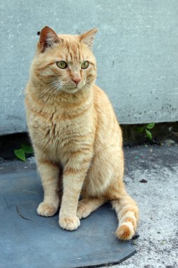 rustik kırmızı kedi