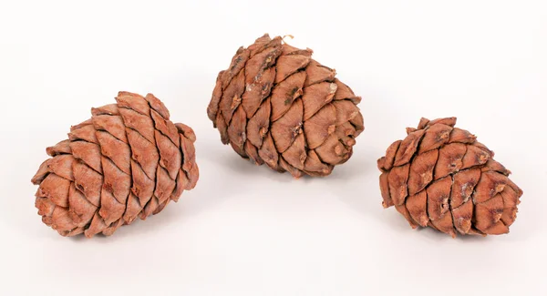 Pine cones on a white background — Stock Photo, Image