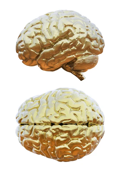 Human brain golden — Stock Photo, Image