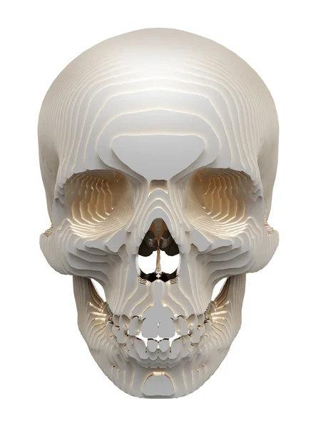 Human skull model is layered — Stock Photo, Image