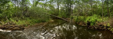 Bir nehir panorama üzerinden düşmüş ağaç
