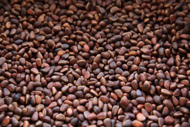 çam fıstığı arka plan