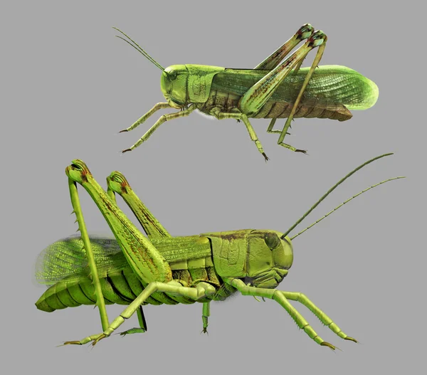 Grasshopper na frente de fundo cinza — Fotografia de Stock